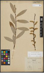 Foto von Salix appendiculata Vill. x Salix eleagnos Scop.